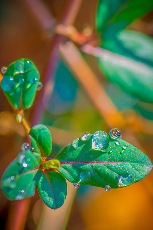 Reflected Drops Photograph by Bruce Pritchett