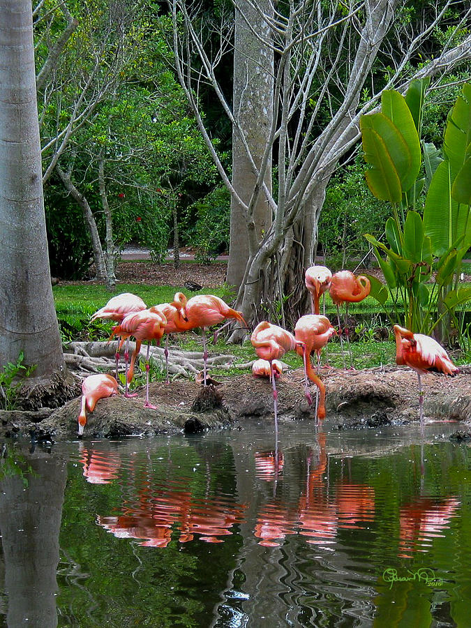 Reflected Flamingos Photograph by Susan Molnar