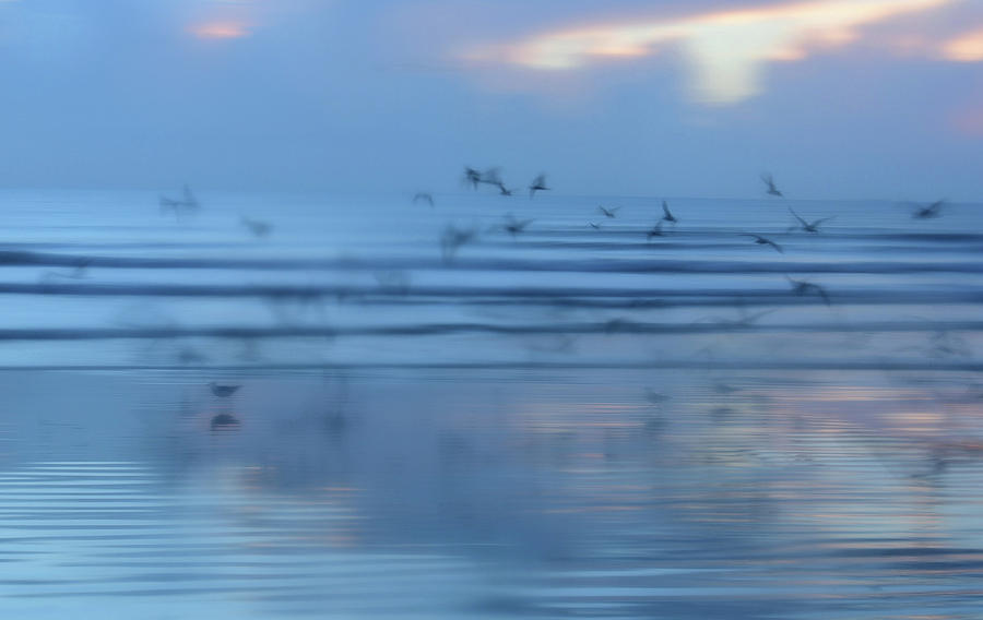 Bird Photograph - Reflected Flight by Jessica Waters