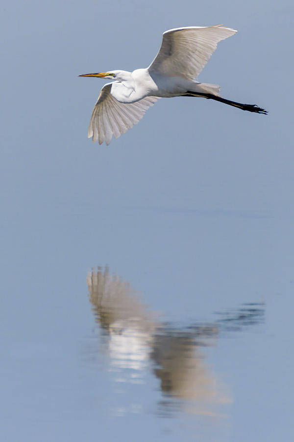 Reflected Great Egret in Flight  Photograph by Dawn Currie