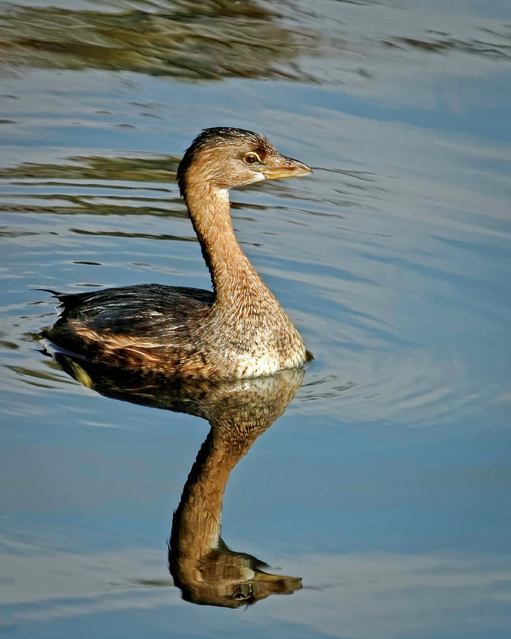 Reflected Grebe Photograph by Dawn Currie
