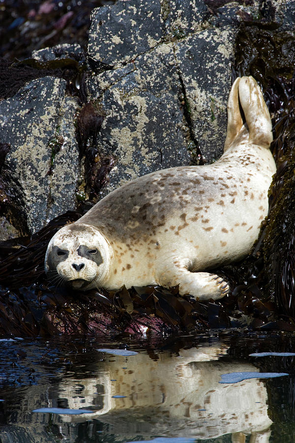 Reflected Harbor Seal Photograph