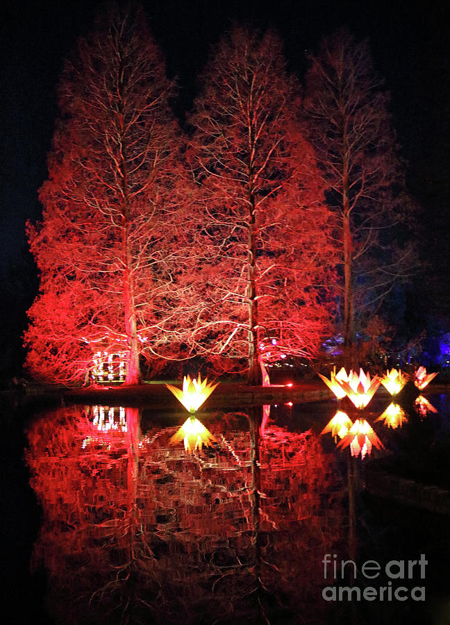 Reflected Illuminated Trees Wisley Photograph by Julia Gavin