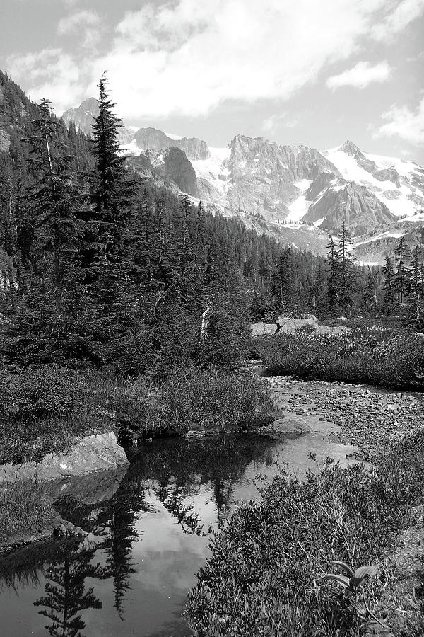 Reflected Pine by Jenny Mead Reflected Pine by Jenny Mead
