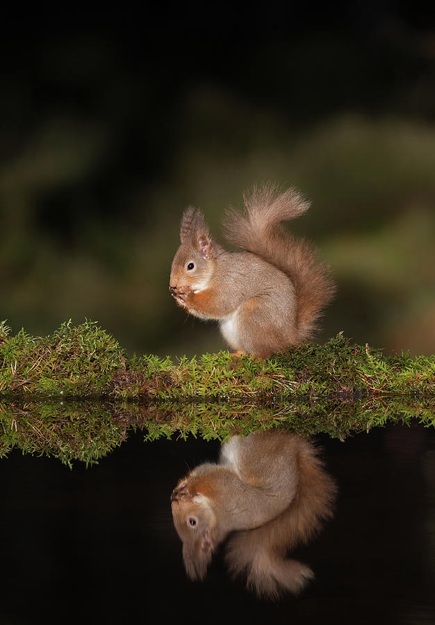 Reflected Red Squirrel Photograph by Pete Walkden