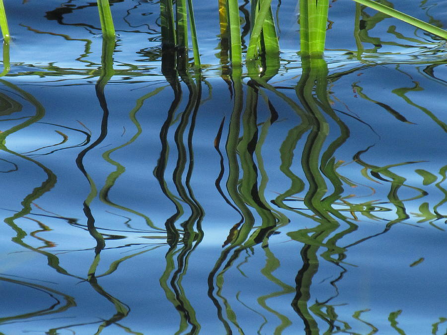 Reflected Reeds Photograph by Tingy Wende