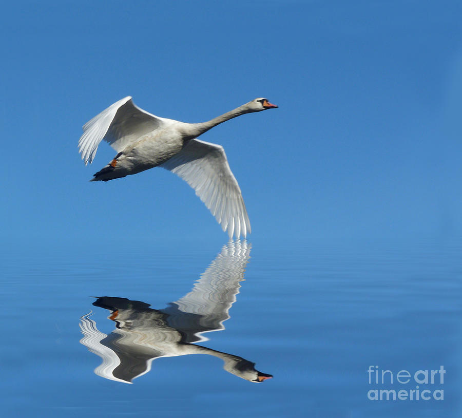 Reflected Swan Lochgoilhead Photograph by Lynn Bolt