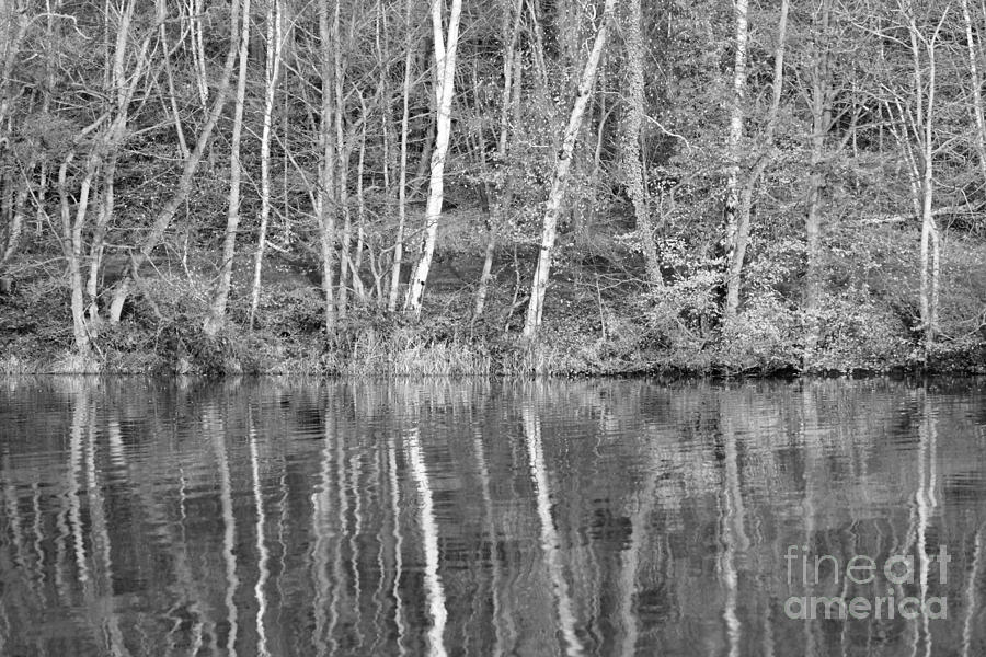 Reflected Tree Trunks Photograph by Julia Gavin