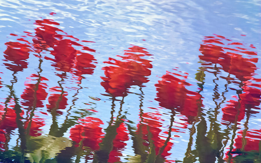 Impressionism Photograph - Reflected Tulips by Tom Vaughan