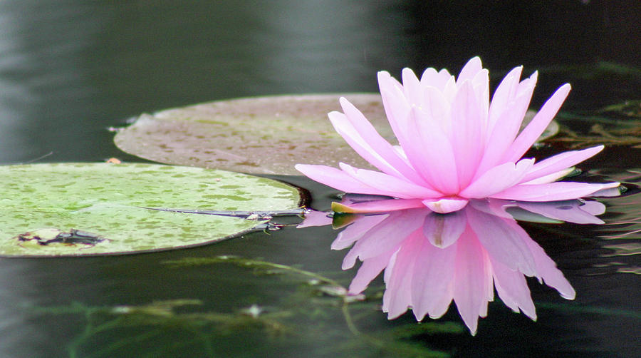 Reflected Water Lily Photograph