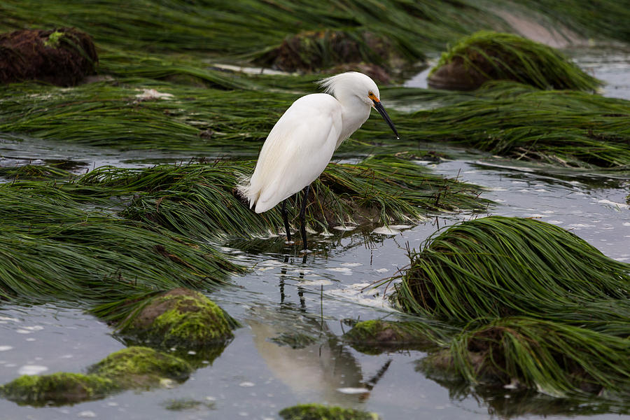 Egret Photograph - Reflecting at the Tide Pool by John Daly