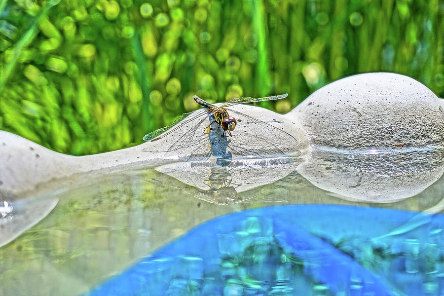Reflecting Dragonfly by Chris White Photograph by C H Apperson