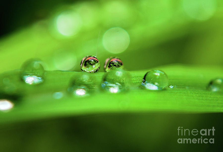 Reflecting Drops Photograph by Michelle Meenawong