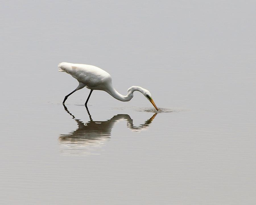 Egret Photograph - Reflecting Egret by Al Powell Photography USA