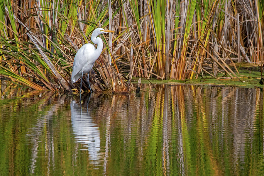 Reflecting Great Egret Photograph