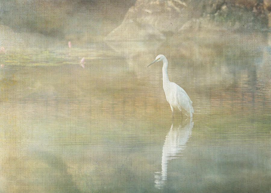 Egret Digital Art - Reflecting Egret by Sarah Vernon
