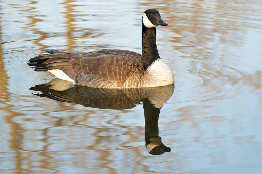 Reflecting Gander Photograph by Bonfire Photography