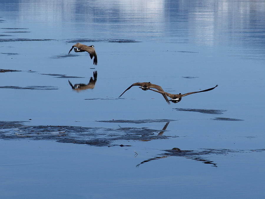Reflecting Geese Photograph by DeeLon Merritt