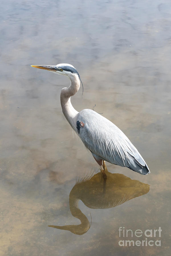 Reflecting Great Blue Heron Photograph by Carol Groenen