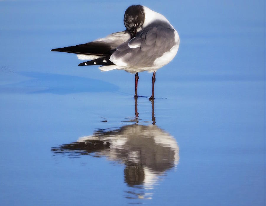 Reflecting Gull Photograph by Wanderbird Photographi LLC