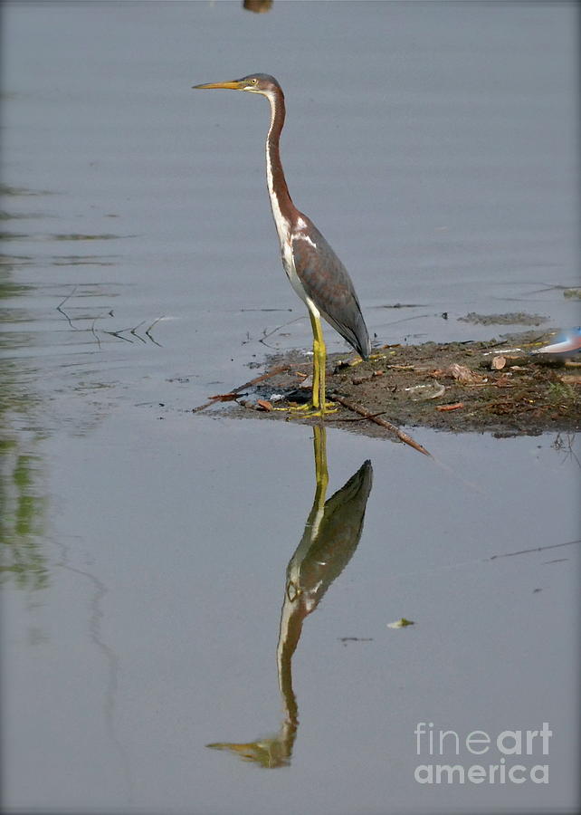 Reflecting Heron Photograph by Carol  Bradley