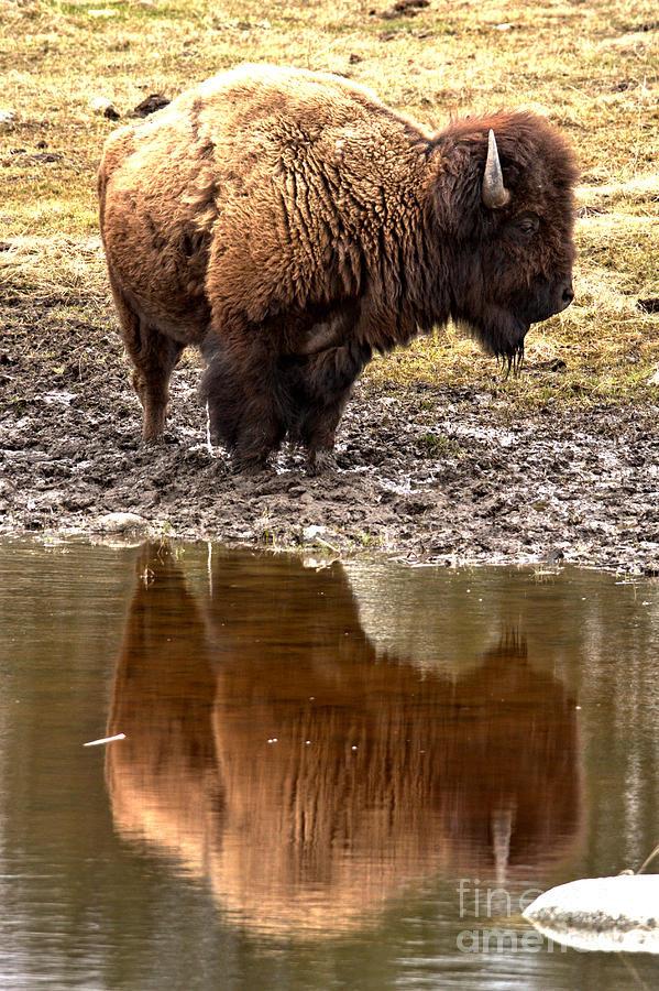 Reflecting In Yellowstone Photograph by Adam Jewell