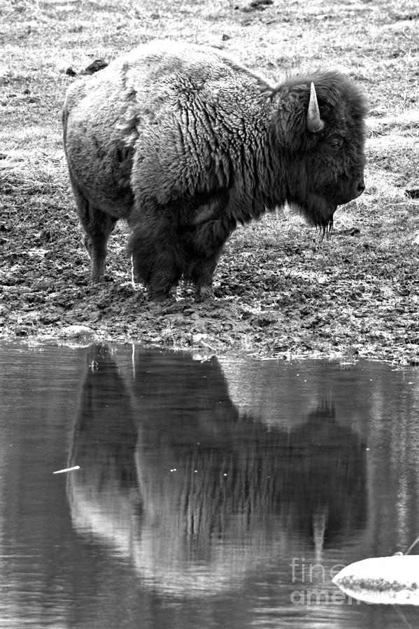 Reflecting In Yellowstone Black And White Photograph by Adam Jewell