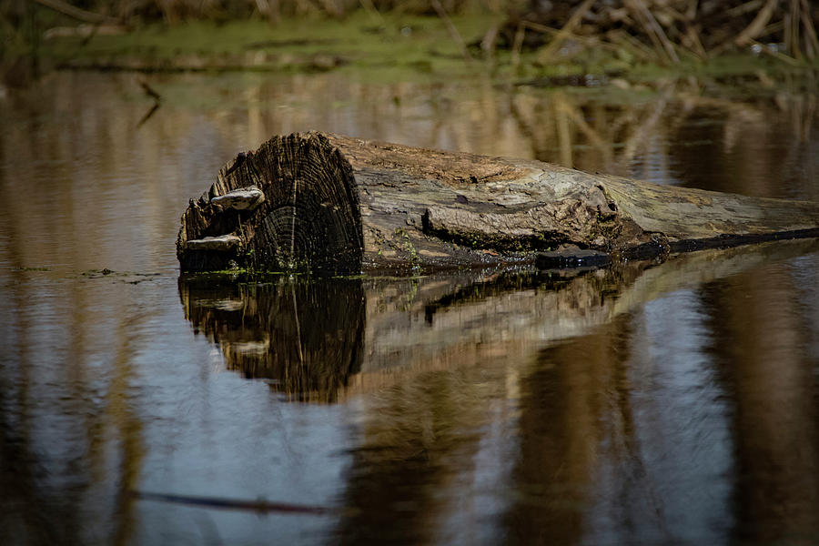 Reflecting Log Photograph by Ray Congrove