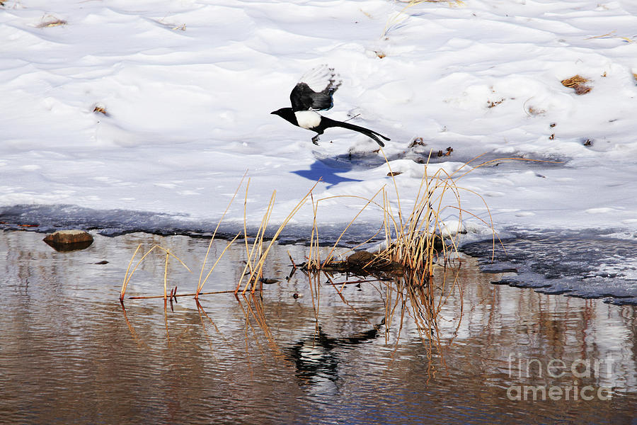 Reflecting Magpie Photograph by Alyce Taylor