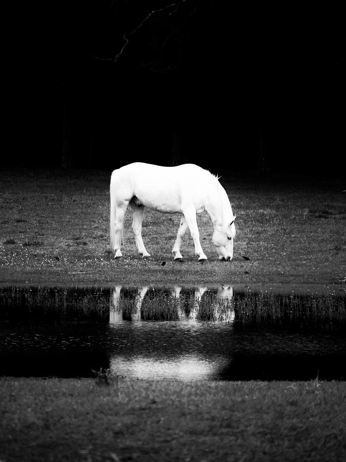 Reflecting Meadow Photograph by Rachel Morrison
