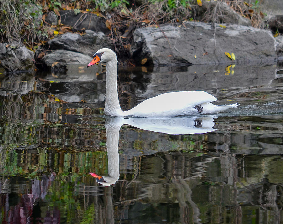 Reflecting Mute Swan Photograph by Art Atkins