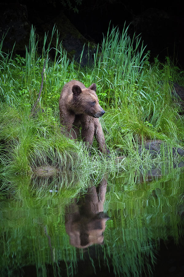 Reflecting on a Bears Life Photograph by Bill Cubitt