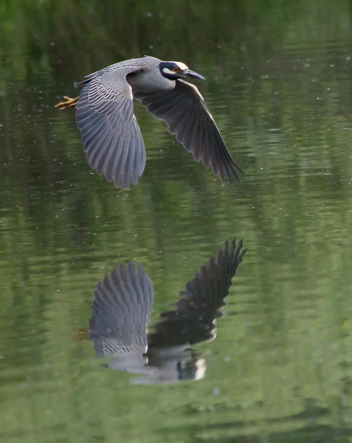 Heron Photograph - Reflecting on Flight by Shane Bechler