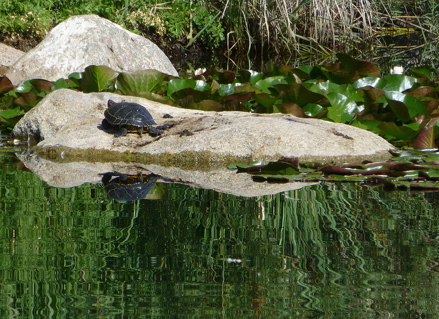 Reflecting on the Life of a Turtle Photograph by Claudia Goodell