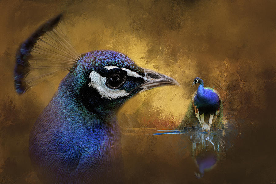 Reflecting On The Past Peacock Art Photograph by Jai Johnson