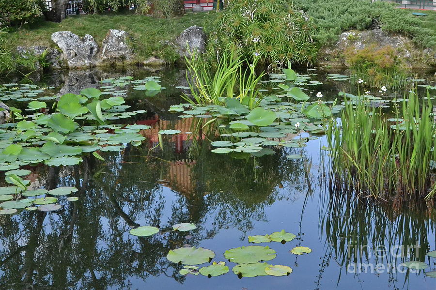 Reflecting Pond Photograph by Carol  Bradley