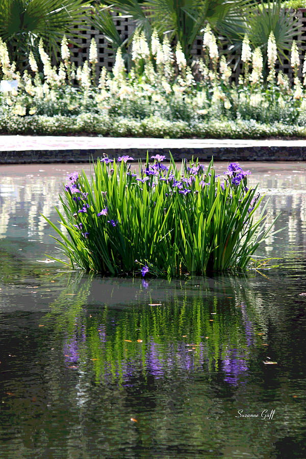 Reflecting Pond II Photograph by Suzanne Gaff