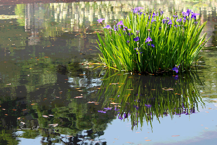Reflecting Pond Photograph by Suzanne Gaff