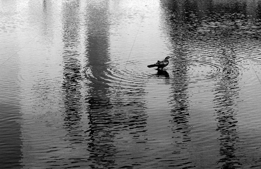 Reflecting Pool Photograph by JDW Photography - Pixels