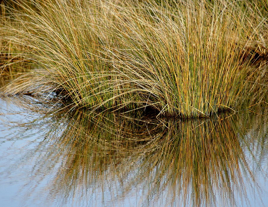 Reflecting Reeds Photograph by Marty Koch