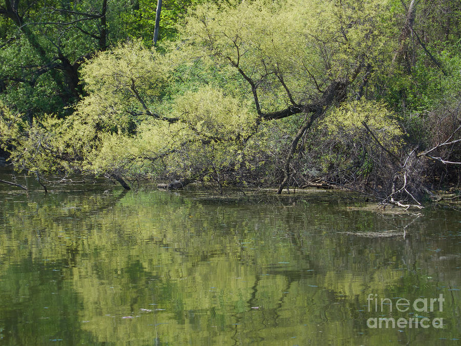 Reflecting Spring Green Photograph by Ann Horn