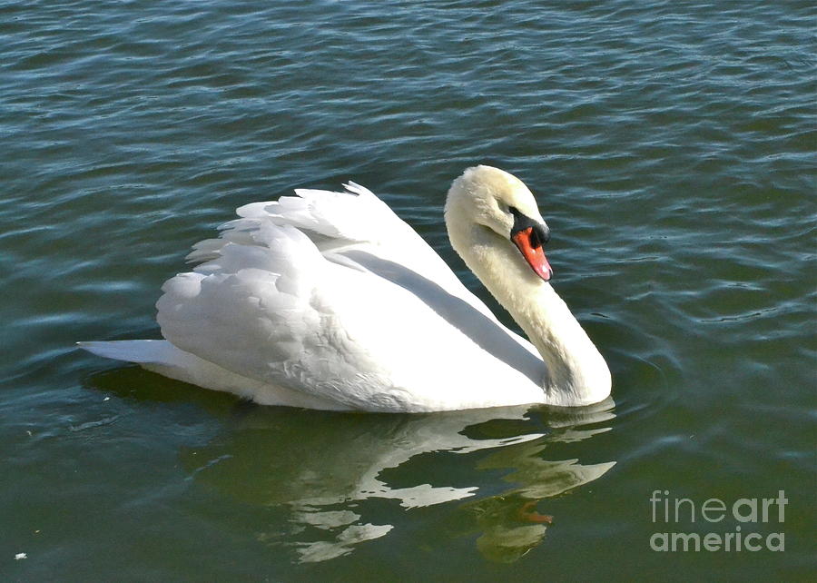 Reflecting Swan Photograph by Carol  Bradley