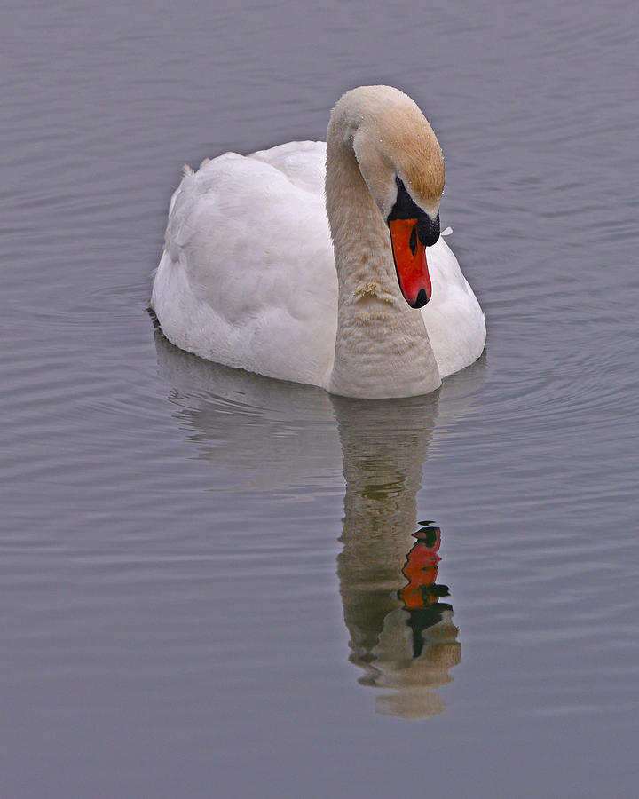 Reflecting Swan Photograph by Ken Stampfer