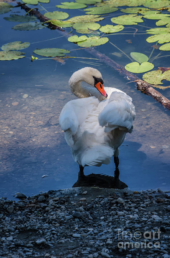 Reflecting Swan Photograph by Michelle Meenawong