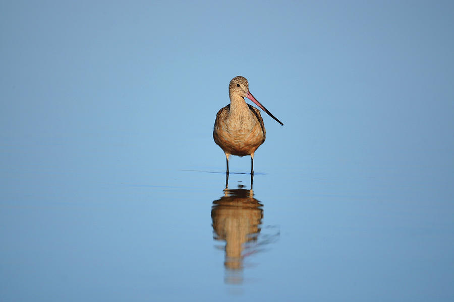 Bird Photograph - Reflecting Time by Alex Troya