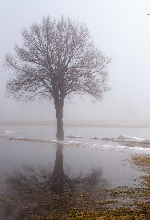 Reflecting Tree Photograph by Stewart Helberg