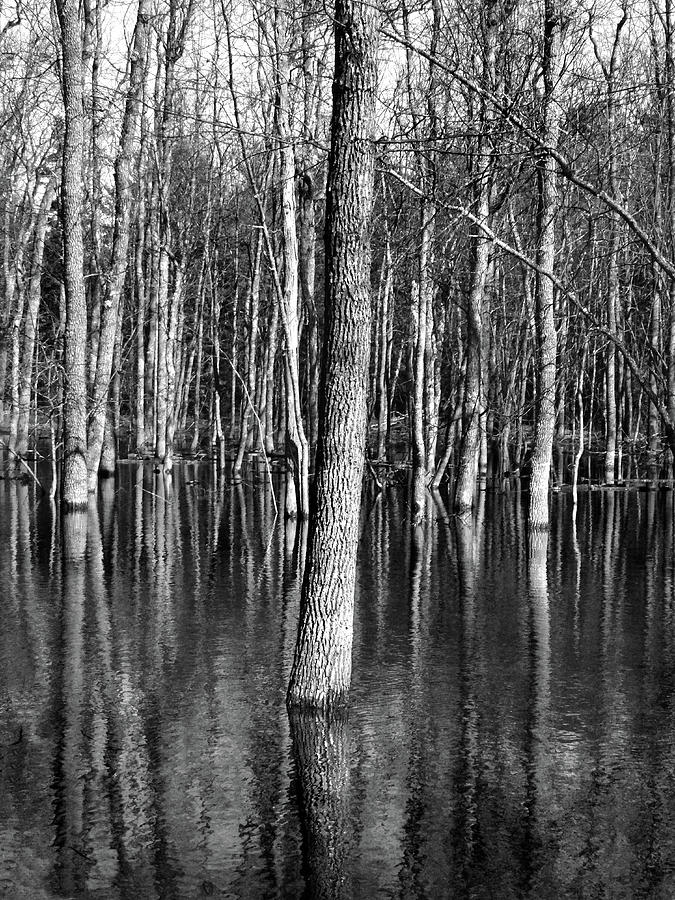 Reflecting Trees 2 B W Photograph by David T Wilkinson