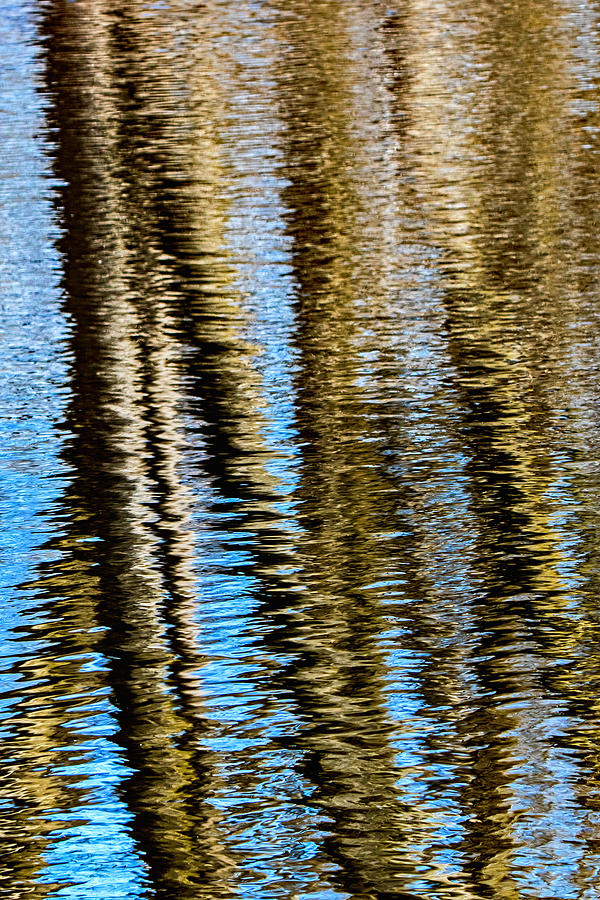 Reflecting Trees Photograph by Ira Marcus