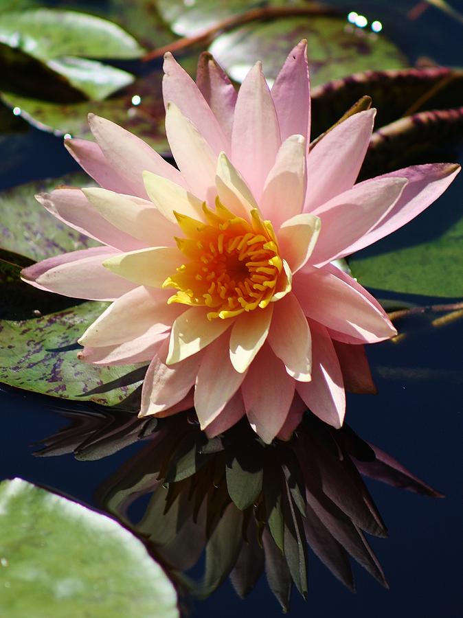 Reflecting Water Lily Photograph by Bruce Bley