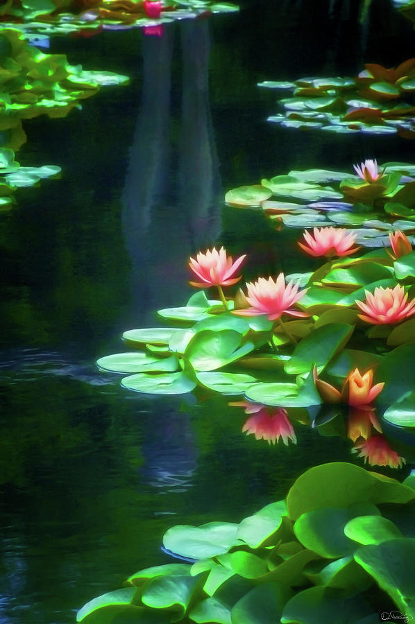 Reflecting Water lily Pond Photograph by Dee Browning